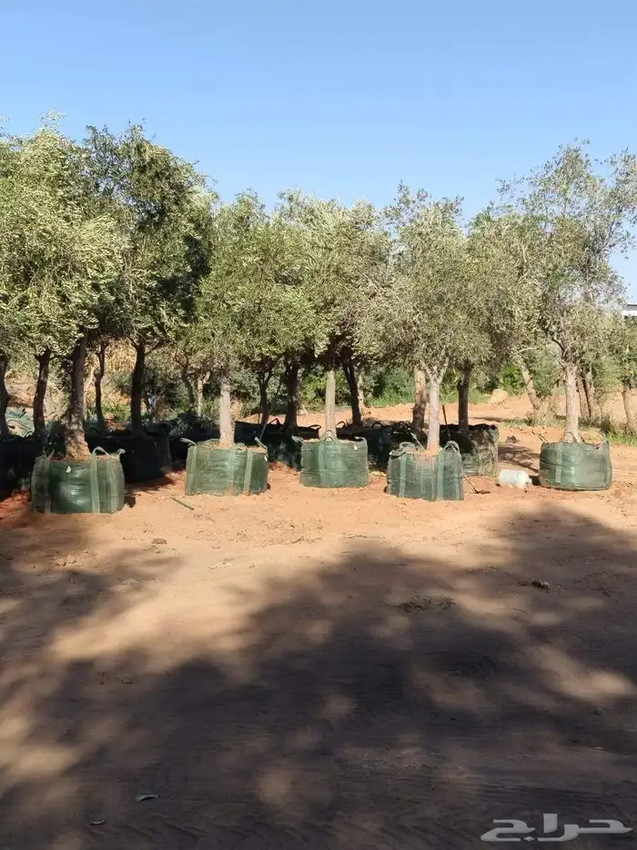 زيتون مثمر 0