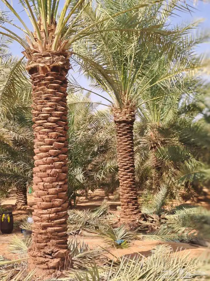 يوجد لدينا فسايل صقعي فاخر احجام كبيره وانوايع اخر 5