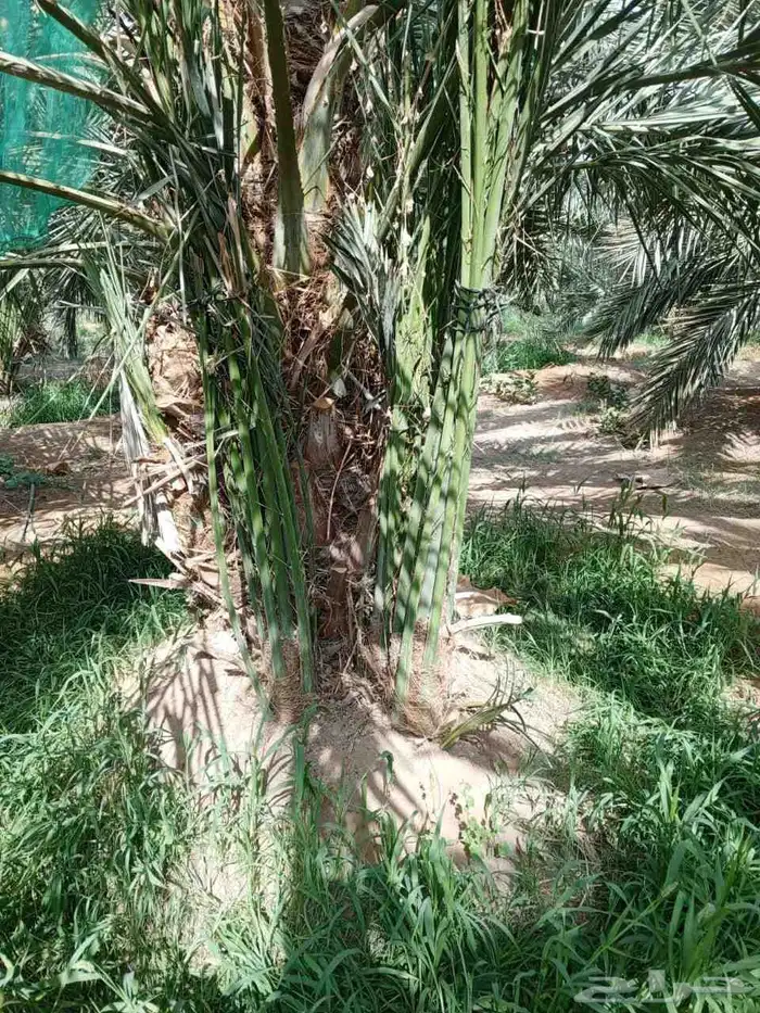 يوجد لدينا فسائل صكعي مجدولي والصناف اثانيه 5