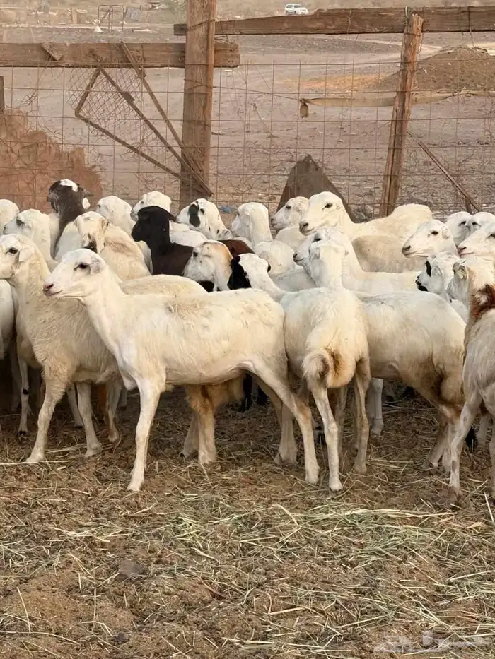80 راس رخال رفيديه دفيع من 800 1