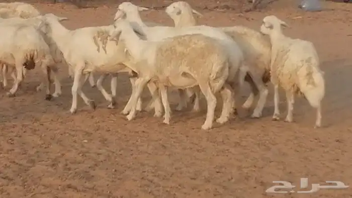 غنم حريات للبيع العدد 10 ضان طيبة 29