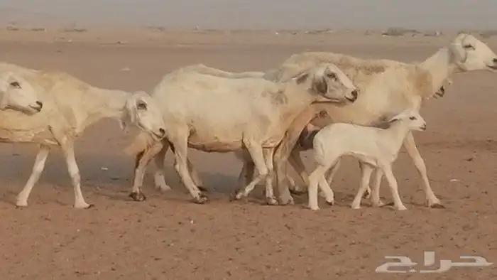 غنم حريات للبيع العدد 10 ضان طيبة 11