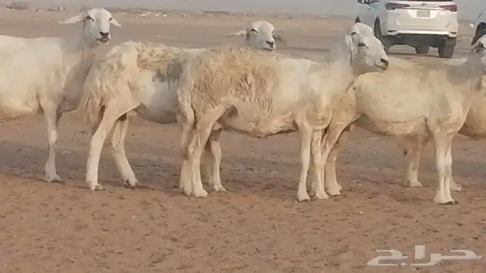 غنم حريات للبيع العدد 10 ضان طيبة 12
