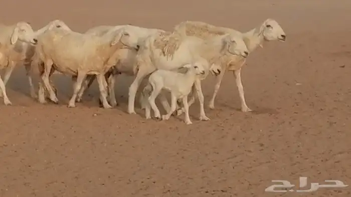 غنم حريات للبيع العدد 10 ضان طيبة 26