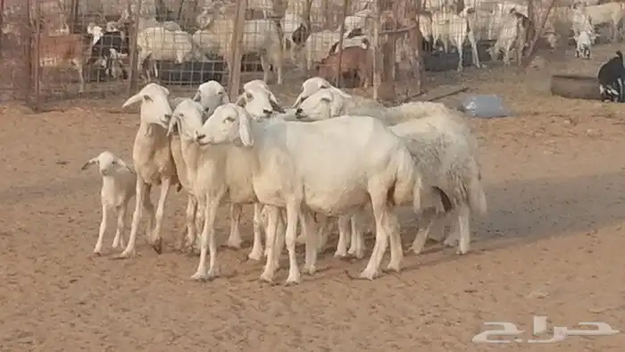 غنم حريات للبيع العدد 10 ضان طيبة 1
