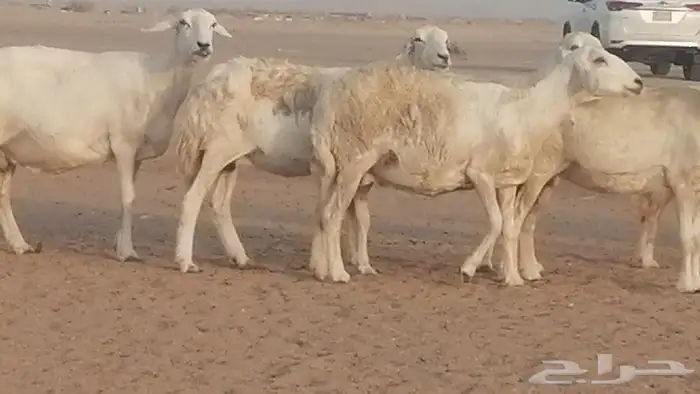 غنم حريات للبيع العدد 10 ضان طيبة 9