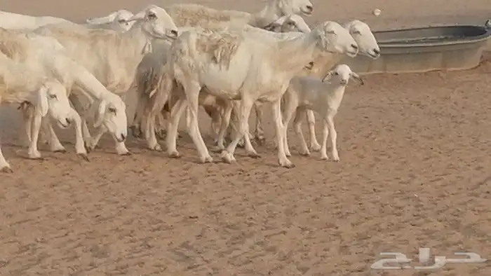 غنم حريات للبيع العدد 10 ضان طيبة 6