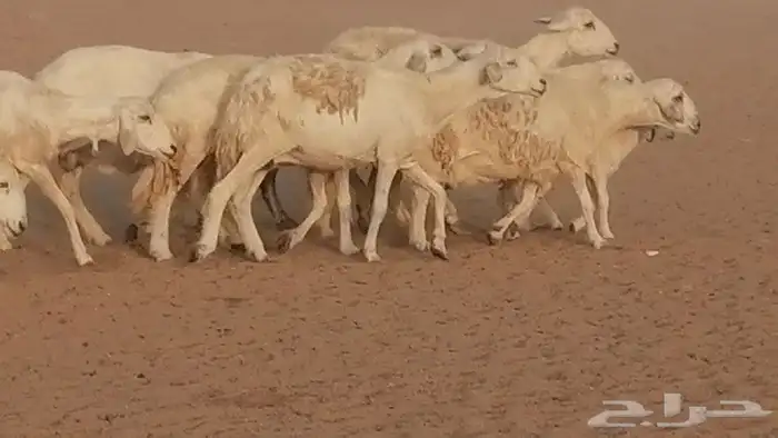 غنم حريات للبيع العدد 10 ضان طيبة 8