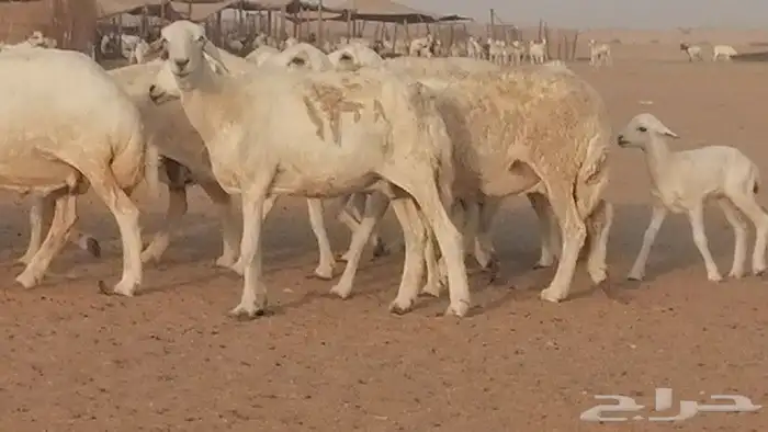 غنم حريات للبيع العدد 10 ضان طيبة 15