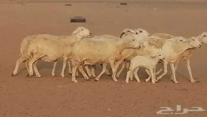 غنم حريات للبيع العدد 10 ضان طيبة 24