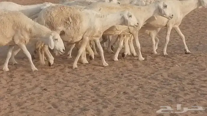 غنم حريات للبيع العدد 10 ضان طيبة 5