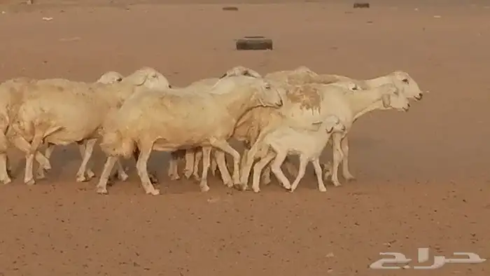 غنم حريات للبيع العدد 10 ضان طيبة 32