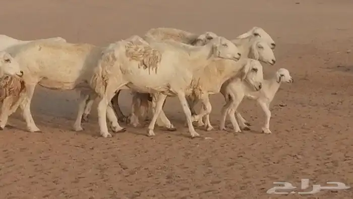 غنم حريات للبيع العدد 10 ضان طيبة 7