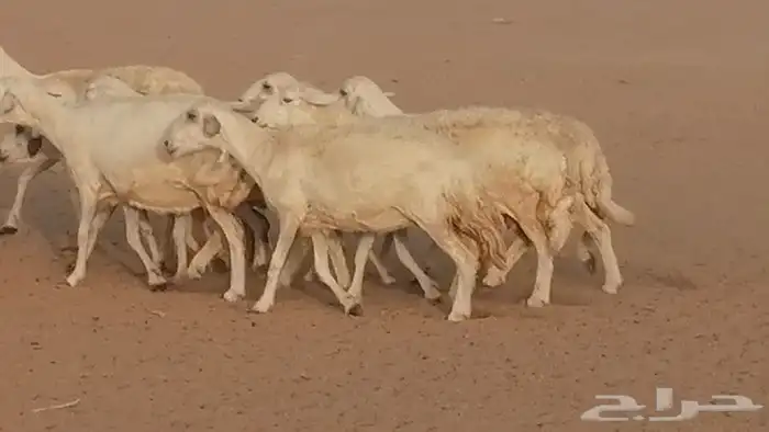 غنم حريات للبيع العدد 10 ضان طيبة 20