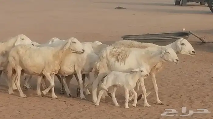 غنم حريات للبيع العدد 10 ضان طيبة 31