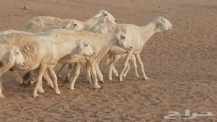 غنم حريات للبيع العدد 10 ضان طيبة 4