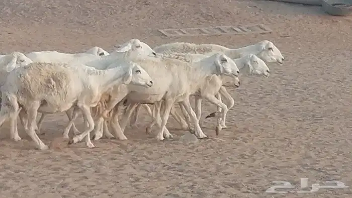 غنم حريات للبيع العدد 10 ضان طيبة 28