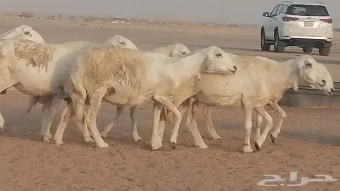 غنم حريات للبيع العدد 10 ضان طيبة 10