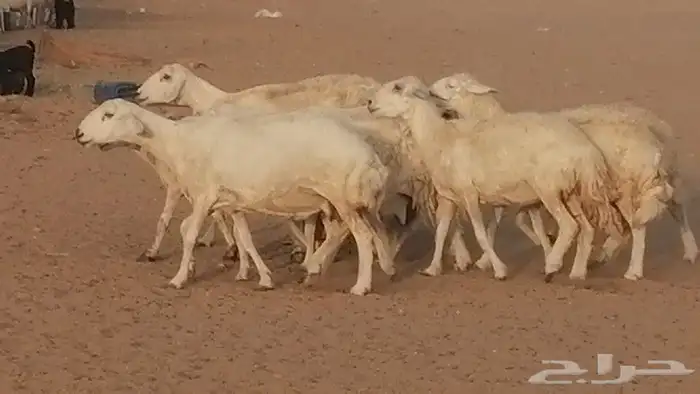 غنم حريات للبيع العدد 10 ضان طيبة 21