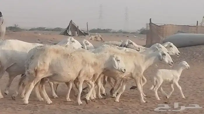 غنم حريات للبيع العدد 10 ضان طيبة 18