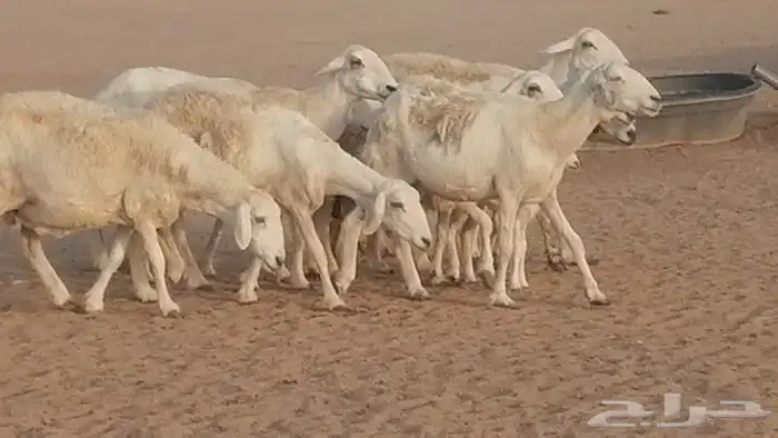 غنم حريات للبيع العدد 10 ضان طيبة 16