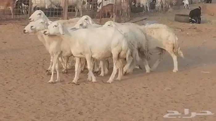 غنم حريات للبيع العدد 10 ضان طيبة 22