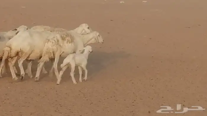 غنم حريات للبيع العدد 10 ضان طيبة 23