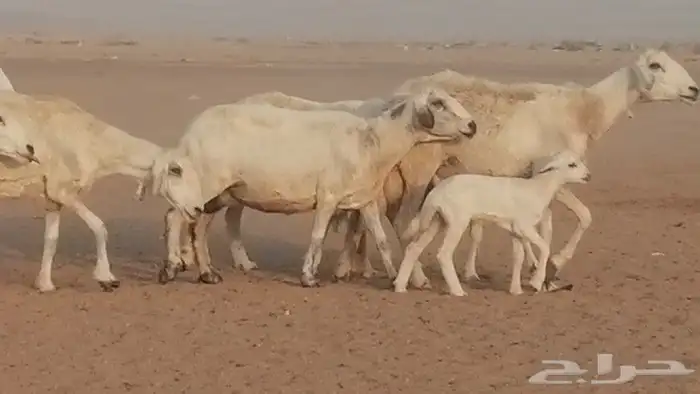 غنم حريات للبيع العدد 10 ضان طيبة 0