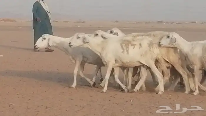 غنم حريات للبيع العدد 10 ضان طيبة 13