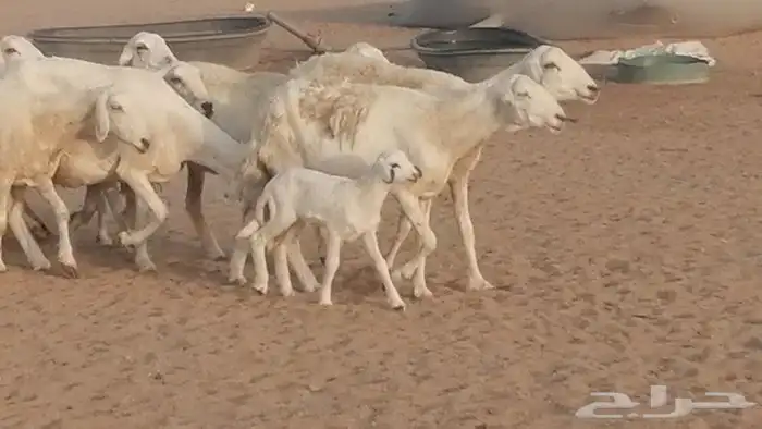 غنم حريات للبيع العدد 10 ضان طيبة 27
