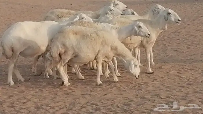 غنم حريات للبيع العدد 10 ضان طيبة 3