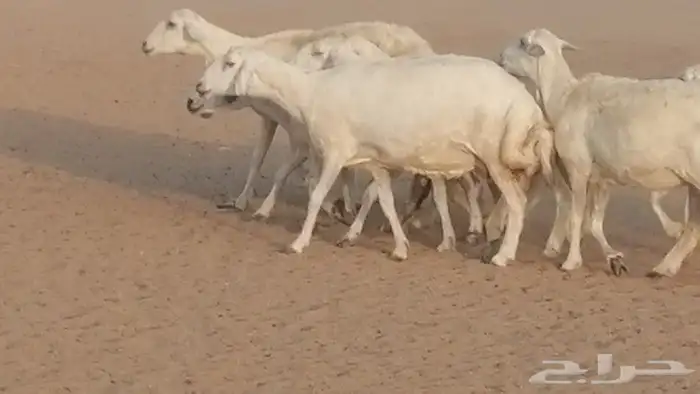 غنم حريات للبيع العدد 10 ضان طيبة 19