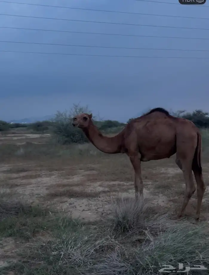 بكرة سنه 3 سنوات فراش الجمل 0