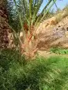 للبيع فروخ هلالي واخلاص 1