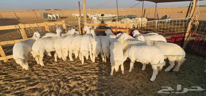 بهم حري 2