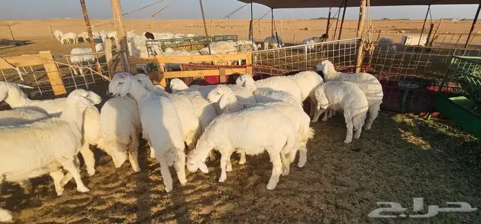 بهم حري 0