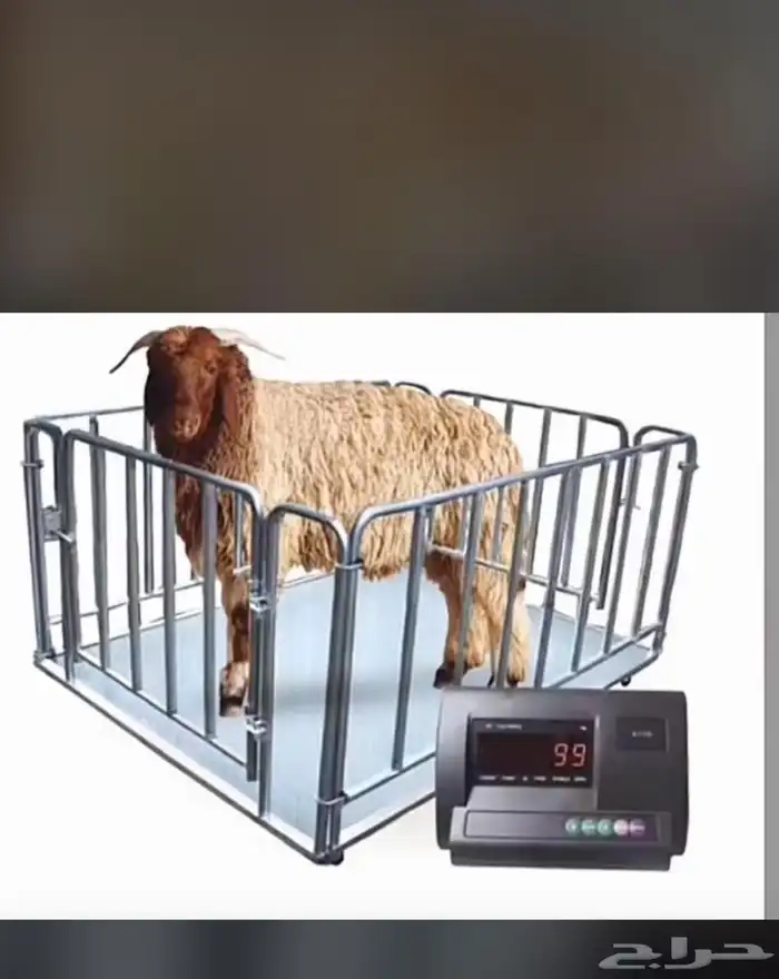 موازين عجول واغنام 2