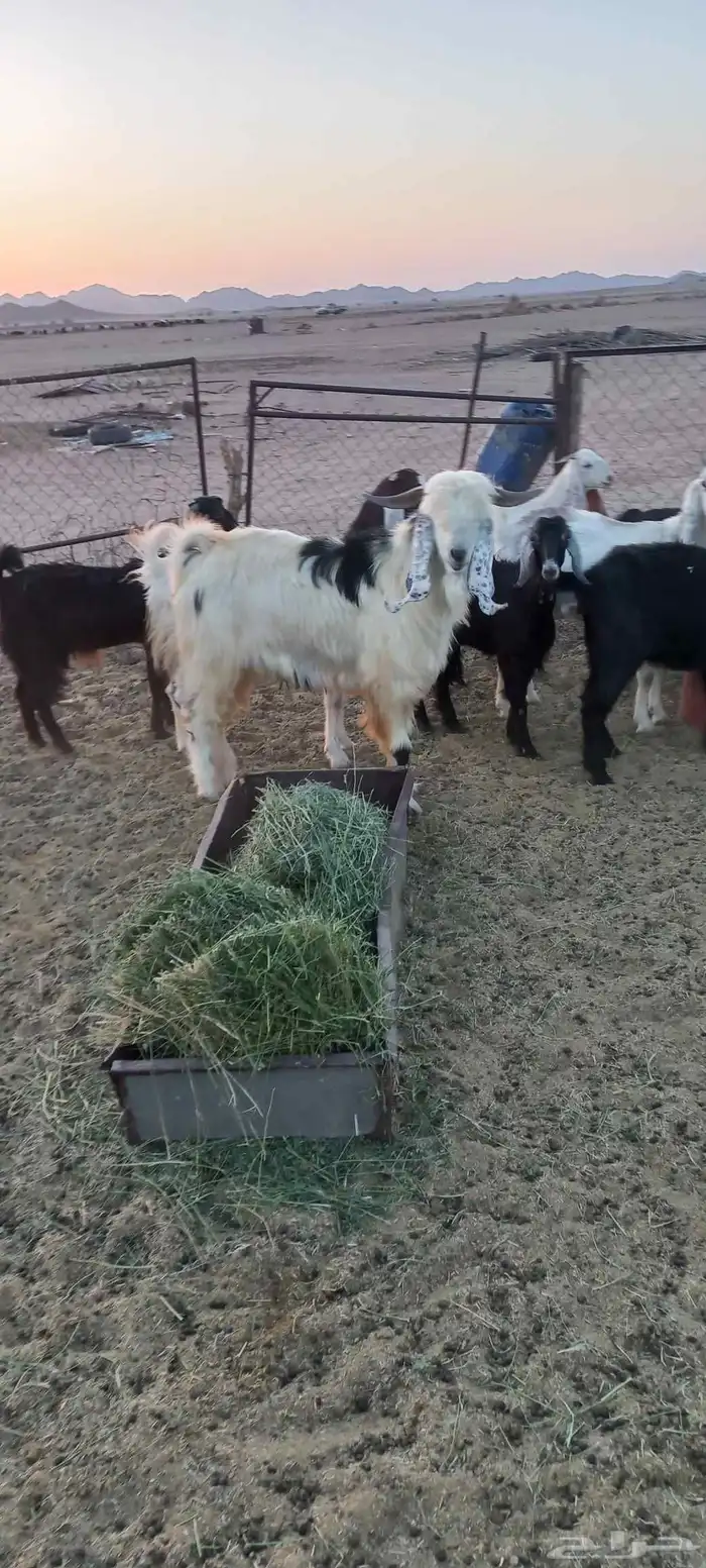 معزى مراح بالفحل صغار سن 2