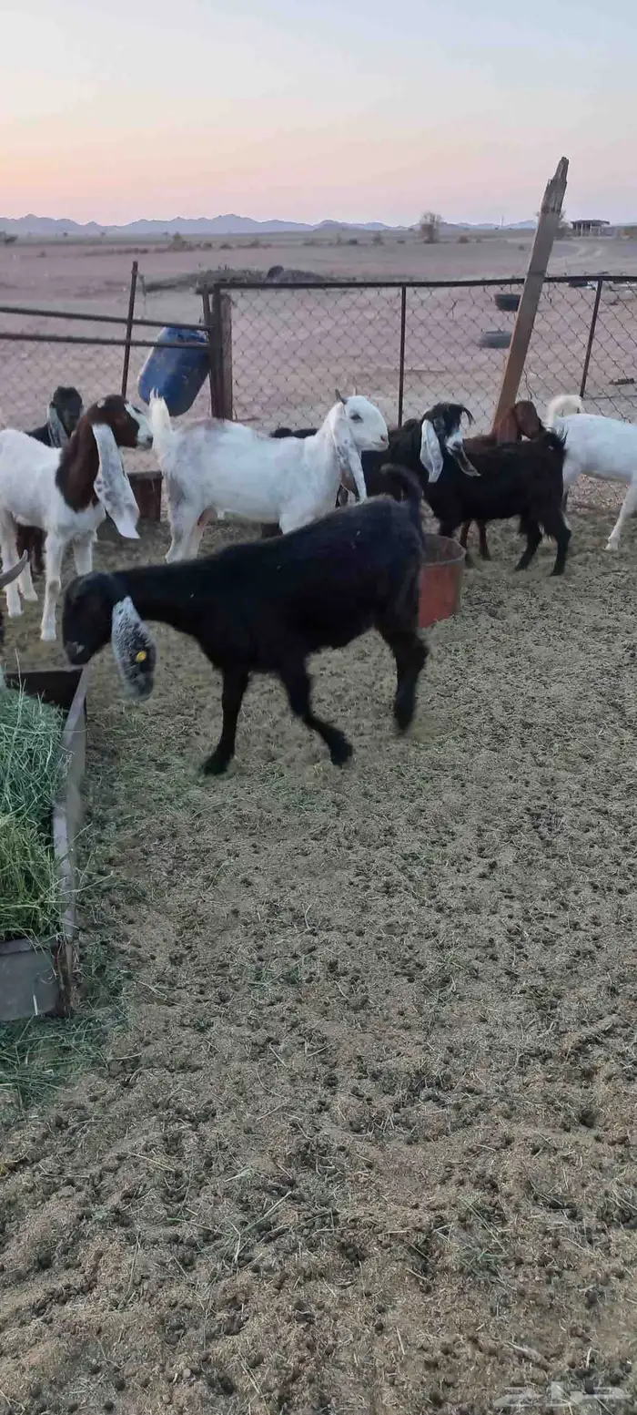 معزى مراح بالفحل صغار سن 0
