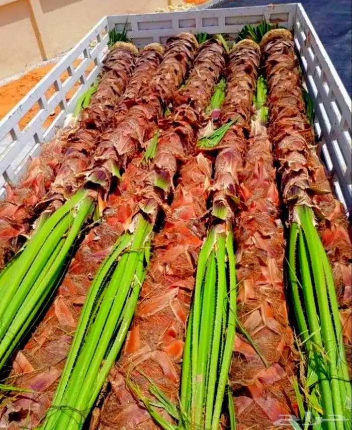 نخل مثمر للبيع نقايل جثايث فسائل نخل واشنطني زينه واشنطنيا 5