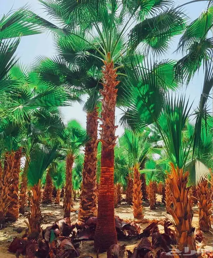 نخل مثمر للبيع نقايل جثايث فسائل نخل واشنطني زينه واشنطنيا 0
