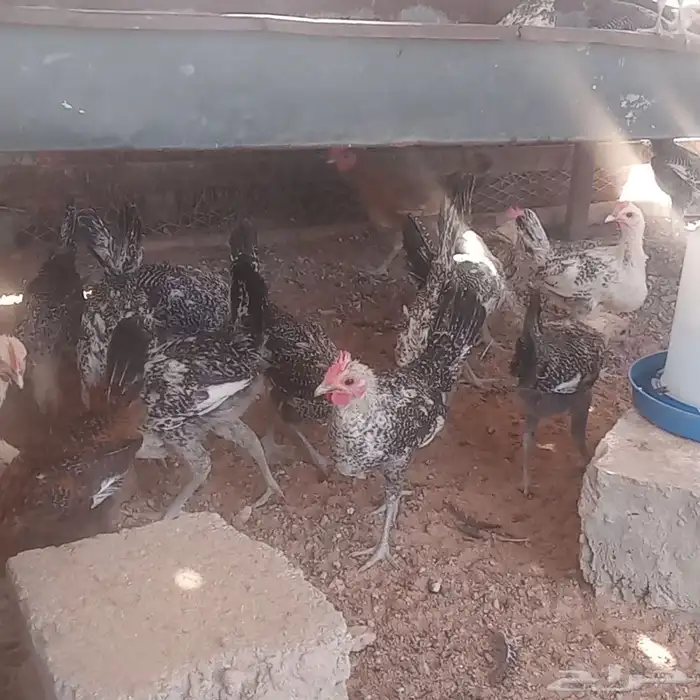 ديوك ..وفيوم شبابي 3