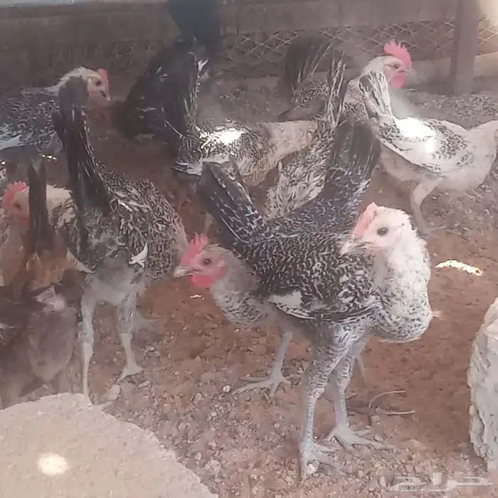 ديوك ..وفيوم شبابي 4