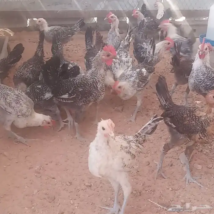 ديوك ..وفيوم شبابي 8
