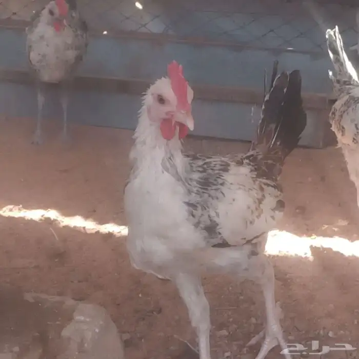 ديوك ..وفيوم شبابي 6
