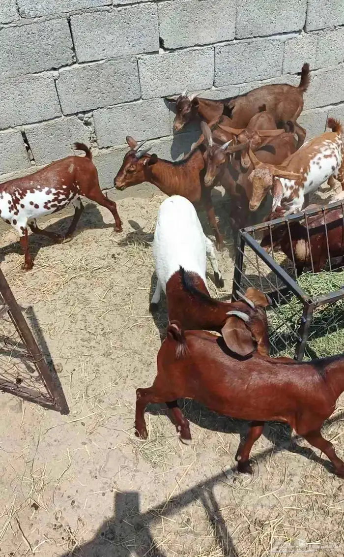 بهم مندي 0