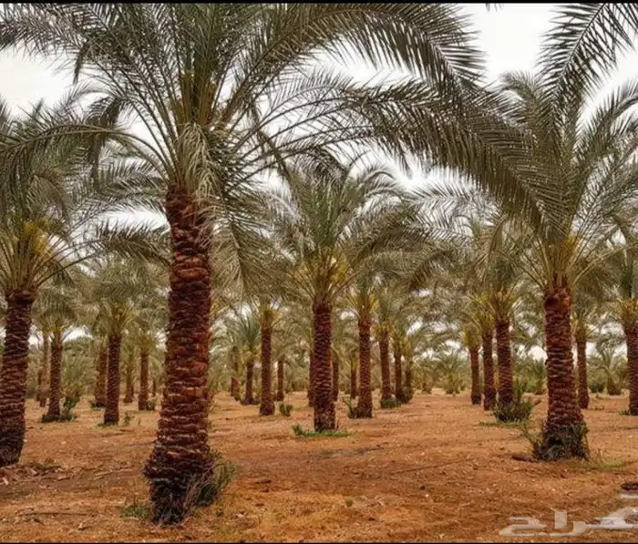 معلم قص جميع الاشجار تلقيح نخل وتكريب النخل 3