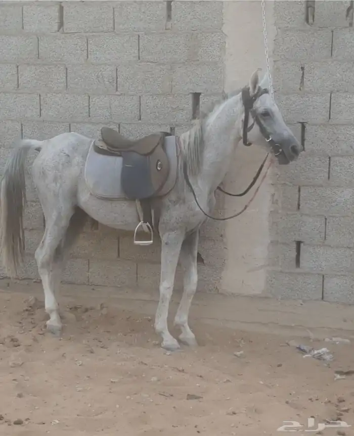 حصان شعبي 1