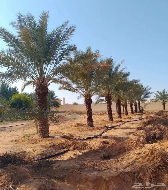 نخل للبيع جثايث عربي وواشنطني جده ومكه المكرمه وطايف 3