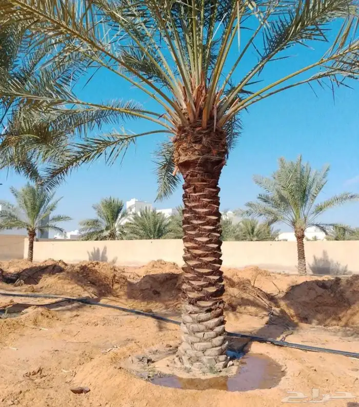 نخل للبيع جثايث عربي وواشنطني جده ومكه المكرمه وطايف 4